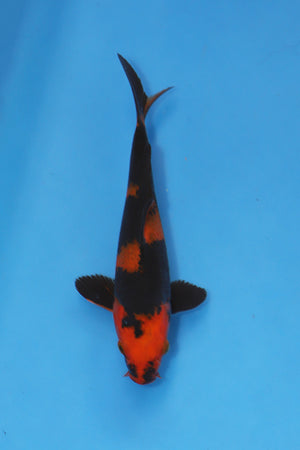 Hi Utsuri Koi 19cm Nisai from Oofuchi Koi Farm Japan EK7078 available from Elite Koi UK