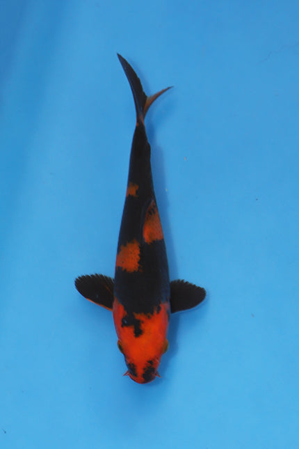 Hi Utsuri Koi 19cm Nisai from Oofuchi Koi Farm Japan EK7078 available from Elite Koi UK