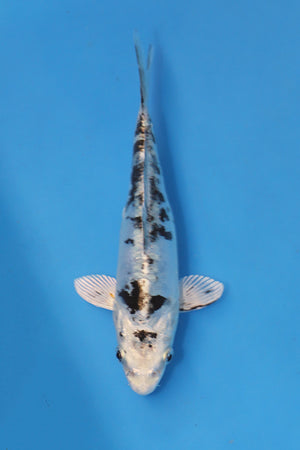 Kikokuryu Koi 18cm Nisai from Oofuchi Koi Farm Japan EK7079 available from Elite Koi UK
