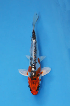 Beni Kikokuryu Koi 19cm Nisai from Oofuchi Koi Farm Japan EK7081 available from Elite Koi UK