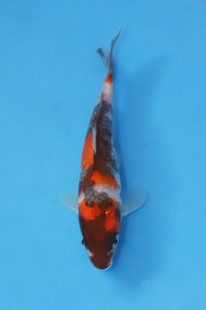 Showa Koi 19cm Nisai from Maruhiro Koi Farm Japan EK7081 available from Elite Koi UK