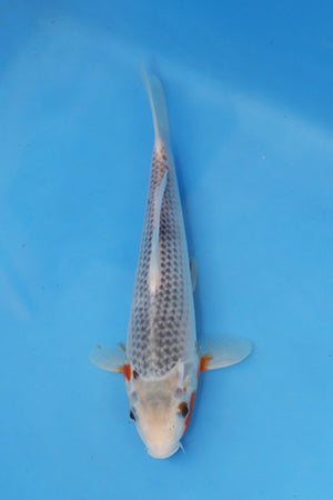 Asagi Koi 25cm Nisai from Hosokai Koi Farm Japan EK7082 available from Elite Koi UK