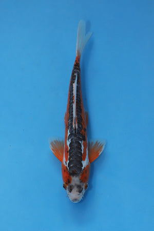 Shusui Koi 30cm Sansai from Hosokai Koi Farm Japan EK7083 available from Elite Koi UK