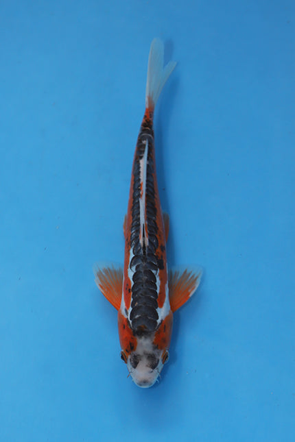 Shusui Koi 30cm Sansai from Hosokai Koi Farm Japan EK7083 available from Elite Koi UK