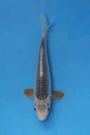 Asagi Koi 25cm Nisai from Yagenji Koi Farm Japan EK7084 available from Elite Koi UK