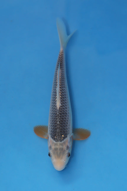 Asagi Koi 25cm Nisai from Yagenji Koi Farm Japan EK7084 available from Elite Koi UK