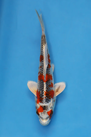 Beni Ginga Koi 23cm Nisai from Oofuchi Japan EK7086 metallic Japanese koi for sale UK Elite Koi