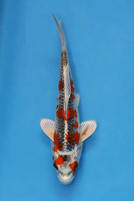 Beni Ginga Koi 23cm Nisai from Oofuchi Japan EK7086 metallic Japanese koi for sale UK Elite Koi