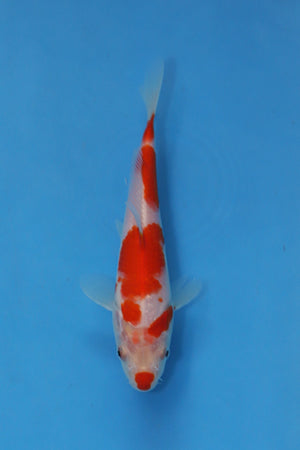 Kohaku koi 19cm Nisai Oofuchi EK7086 Japanese koi for sale UK Elite Koi