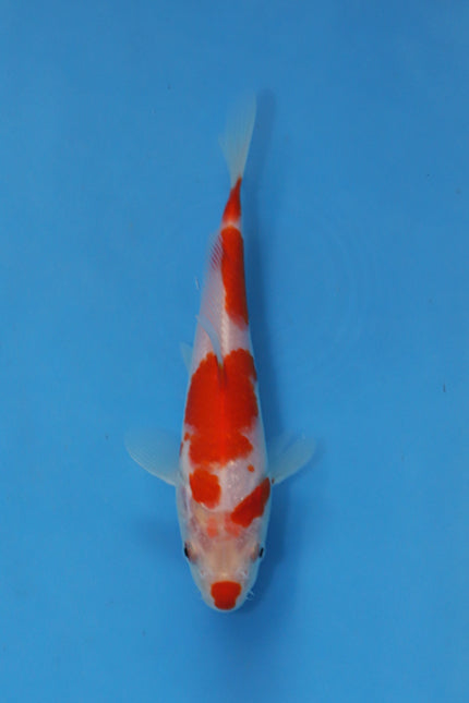Kohaku koi 19cm Nisai Oofuchi EK7086 Japanese koi for sale UK Elite Koi