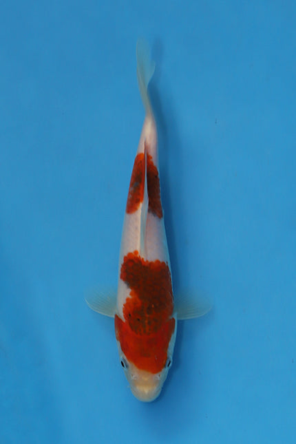 Budo Goromo Koi 22cm Nisai from Oofuchi Koi Farm Japan EK7087 available from Elite Koi UK