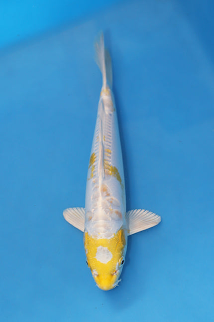 Doitsu Lemon Hariwake Koi 28cm Nisai from Yamasan Yamazaki Koi Farm Japan EK7088 available from Elite Koi UK