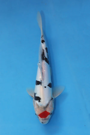 EK7089 Doitsu Tancho Showa koi 28cm Nisai from Yamasan Koi Farm available at Elite Koi UK