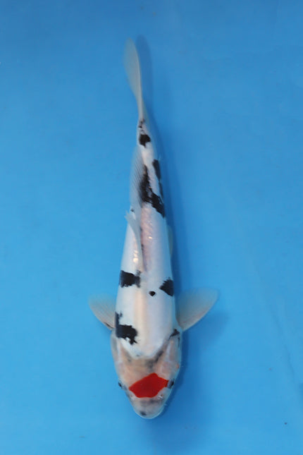 EK7089 Doitsu Tancho Showa koi 28cm Nisai from Yamasan Koi Farm available at Elite Koi UK