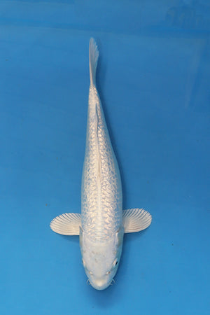 EK7090 GinRin Purachina koi 36cm Nisai from Yamasan Koi Farm available at Elite Koi UK