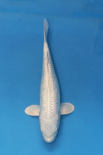 EK7090 GinRin Purachina koi 36cm Nisai from Yamasan Koi Farm available at Elite Koi UK