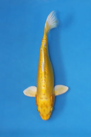 EK7091 Doitsu Yamabuki Ogon koi 31cm Nisai from Yamasan Koi Farm available at Elite Koi UK