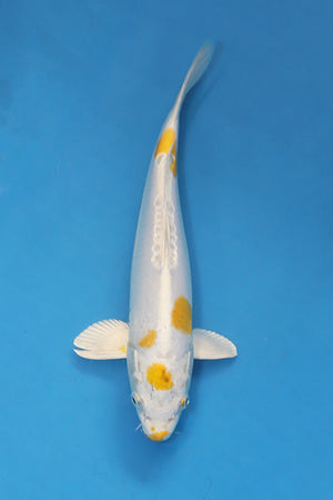 EK7092 Doitsu Hariwake koi 28cm Nisai from Yamasan Koi Farm available at Elite Koi UK