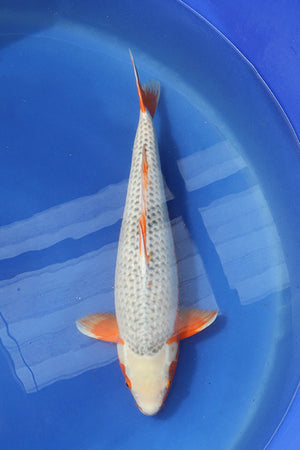 Elite Collection Asagi koi 64cm Sansai bred by Hosokai EK7094 Japanese koi UK