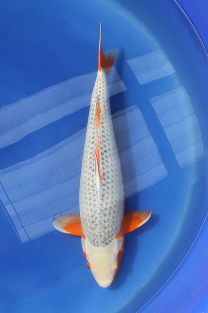 Elite Collection Azukari Asagi koi 64cm Sansai bred by Hosokai EK7094 Japanese koi UK