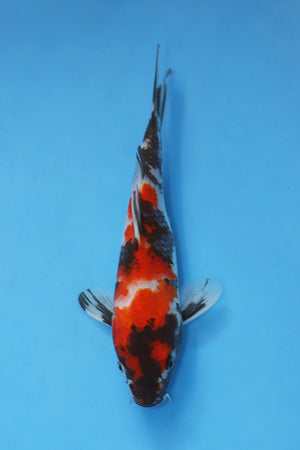 EK7095 Showa koi 24cm Nisai from Maruhiro Koi Farm available at Elite Koi UK