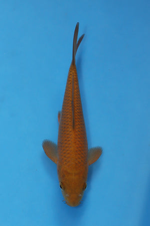 EK7096 Chocolate Chagoi koi 20cm Nisai from Maruhiro Koi Farm available at Elite Koi UK