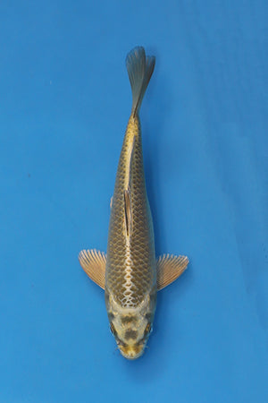 EK7097 Mukashi Ogon Japanese koi 20cm Nisai bred by Maruhiro available at Elite Koi UK