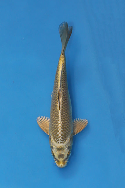 EK7097 Mukashi Ogon Japanese koi 20cm Nisai bred by Maruhiro available at Elite Koi UK