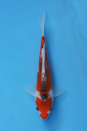 EK7098 Shusui Japanese koi 18cm Nisai bred by Maruhiro available from Elite Koi UK