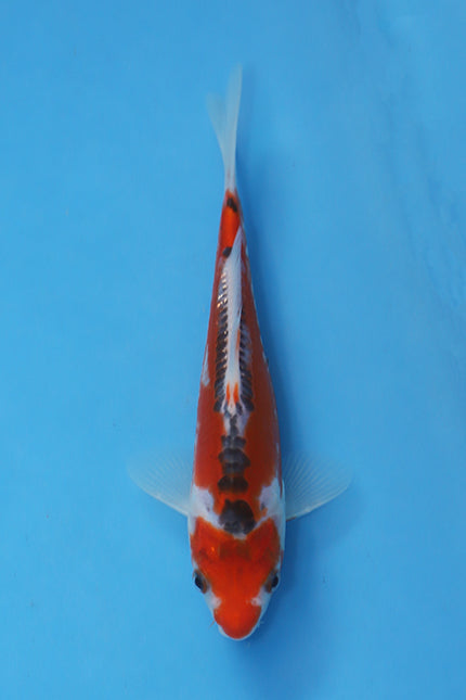 EK7098 Shusui Japanese koi 18cm Nisai bred by Maruhiro available from Elite Koi UK
