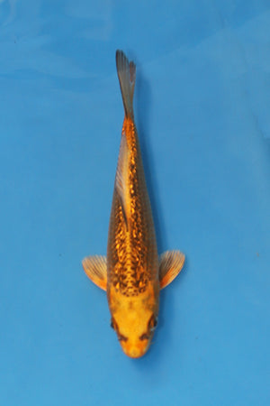 EK7099 Ginrin Kin Matsuba Japanese koi 21cm Nisai bred by Maruhiro available at Elite Koi UK