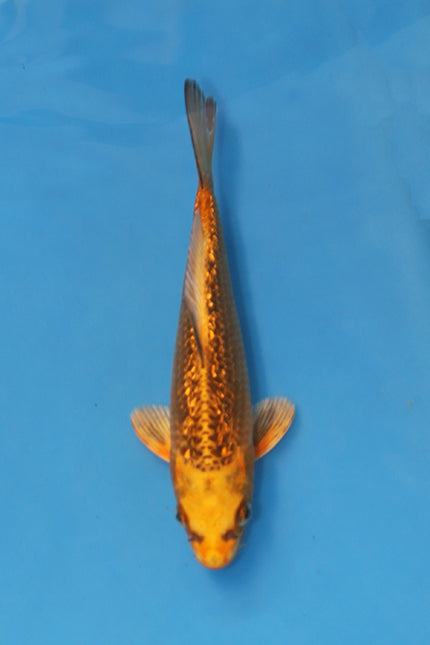 EK7099 Ginrin Kin Matsuba Japanese koi 21cm Nisai bred by Maruhiro available at Elite Koi UK