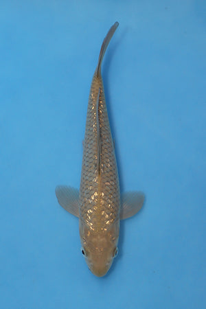 GinRin Chagoi Koi 21cm Nisai bred by Maruhiro Japan EK7100 Elite Koi UK