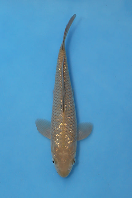 GinRin Chagoi Koi 21cm Nisai bred by Maruhiro Japan EK7100 Elite Koi UK