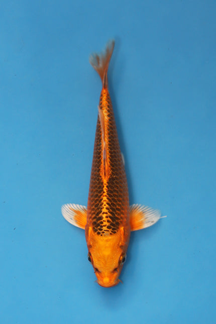 Kin Matsuba Koi 19cm Nisai bred by Maruhiro Japan EK7101 – Japanese Koi for sale UK