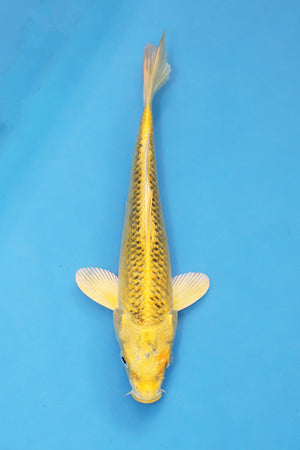 Ki Matsuba Koi 19cm Nisai bred by Maruhiro Japan EK7102 – yellow Japanese Koi for sale UK