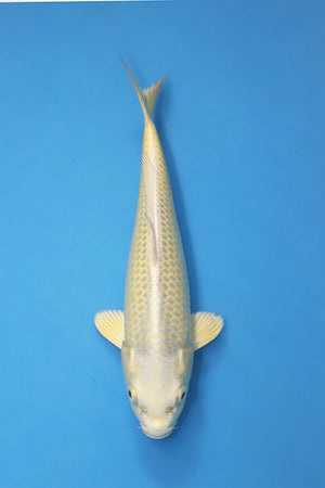 Yamabuki Ogon Japanese Koi 23cm Tosai from Ogata Koi Farm EK7103