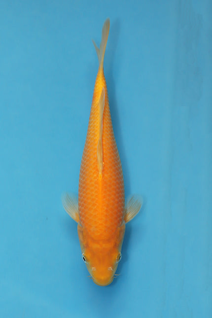Red Karashigoi Japanese Koi 25cm Tosai from Ogata Koi Farm EK7104