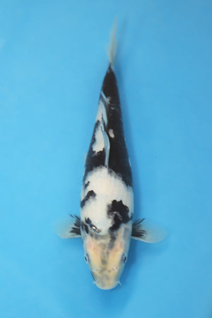 Shiro Utsuri Japanese Koi 25cm Tosai from Ogata Koi Farm EK7105