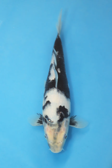 Shiro Utsuri Japanese Koi 25cm Tosai from Ogata Koi Farm EK7105