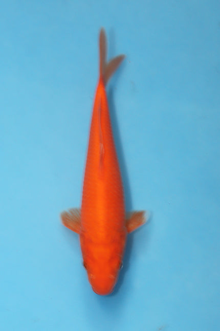 Benigoi Japanese Koi 23cm Tosai from Ogata Koi Farm EK7106