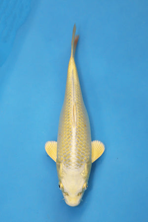 Yamabuki Ogon Japanese Koi 20cm Tosai bred by Ogata Koi Farm EK7107