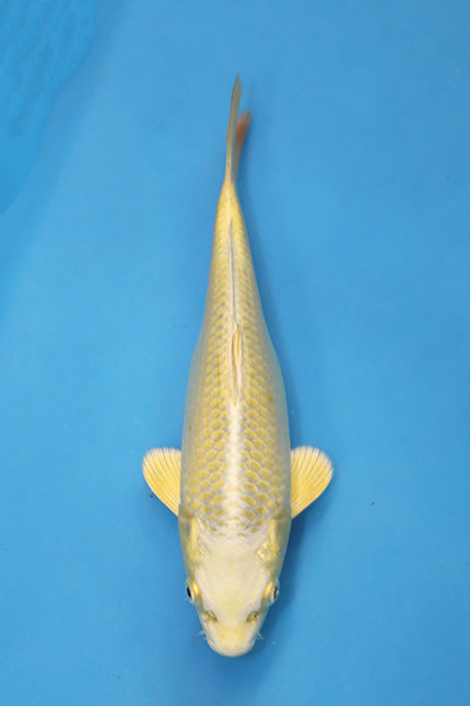 Yamabuki Ogon Japanese Koi 20cm Tosai bred by Ogata Koi Farm EK7107