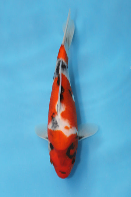 Showa Japanese Koi 24cm Tosai from Ogata Koi Farm EK7108
