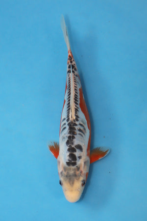 Shusui Japanese Koi 24cm Tosai bred by Ogata Koi Farm EK7109