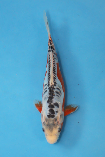Shusui Japanese Koi 24cm Tosai bred by Ogata Koi Farm EK7109