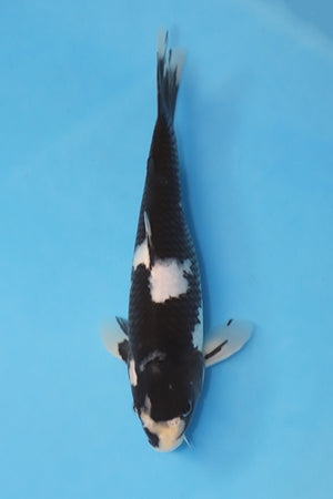 Shiro Utsuri Japanese Koi 24cm Tosai bred by Ogata Koi Farm EK7110
