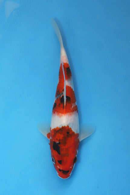 Showa Japanese Koi 22cm Tosai bred by Ogata at Elite Koi UK EK7112.