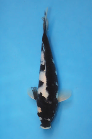 Shiro Utsuri Japanese Koi 23cm Tosai bred by Ogata at Elite Koi UK (EK7113)