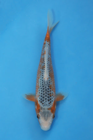 Konoko Asagi Japanese Koi EK7114 bred by Hosokai measuring 21cm Tosai at Elite Koi.